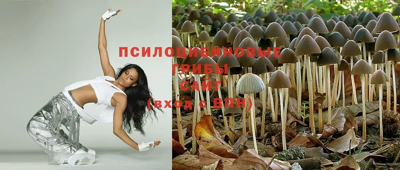 закладки  Рязань  Псилоцибиновые грибы MAGIC MUSHROOMS 